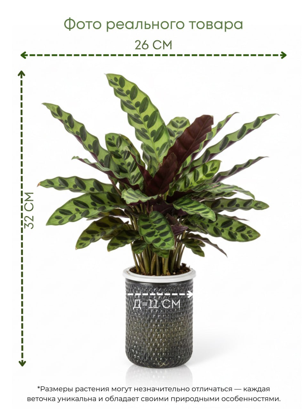 Калатея Leopard Pattern д.11