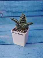 Aloe Variagata