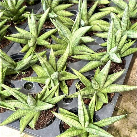 Сансевиерия MOOSE ANTHLER