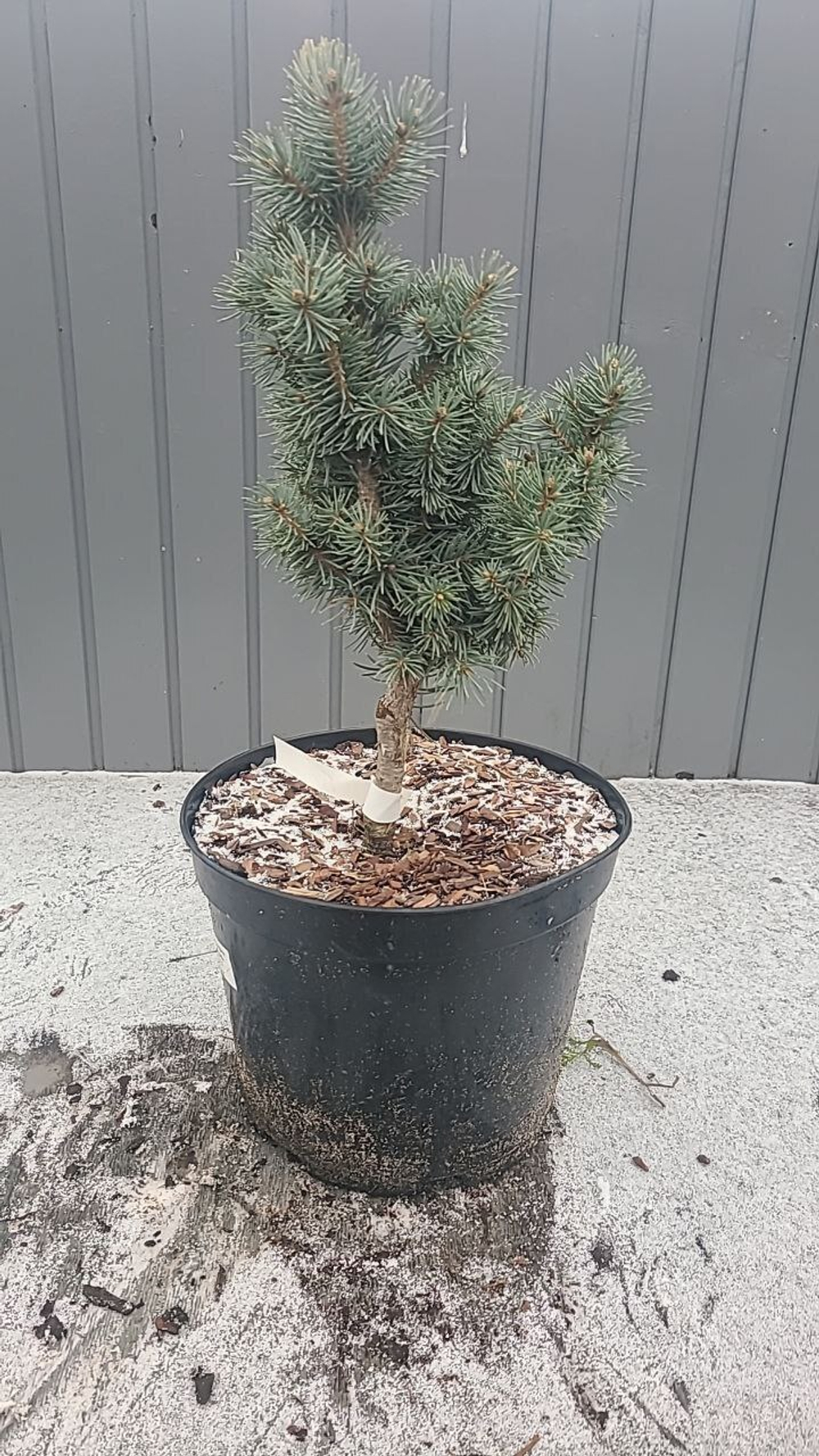 Ель колючая Изели Фастигиата 30-50 см Закупка М49 весна 2026