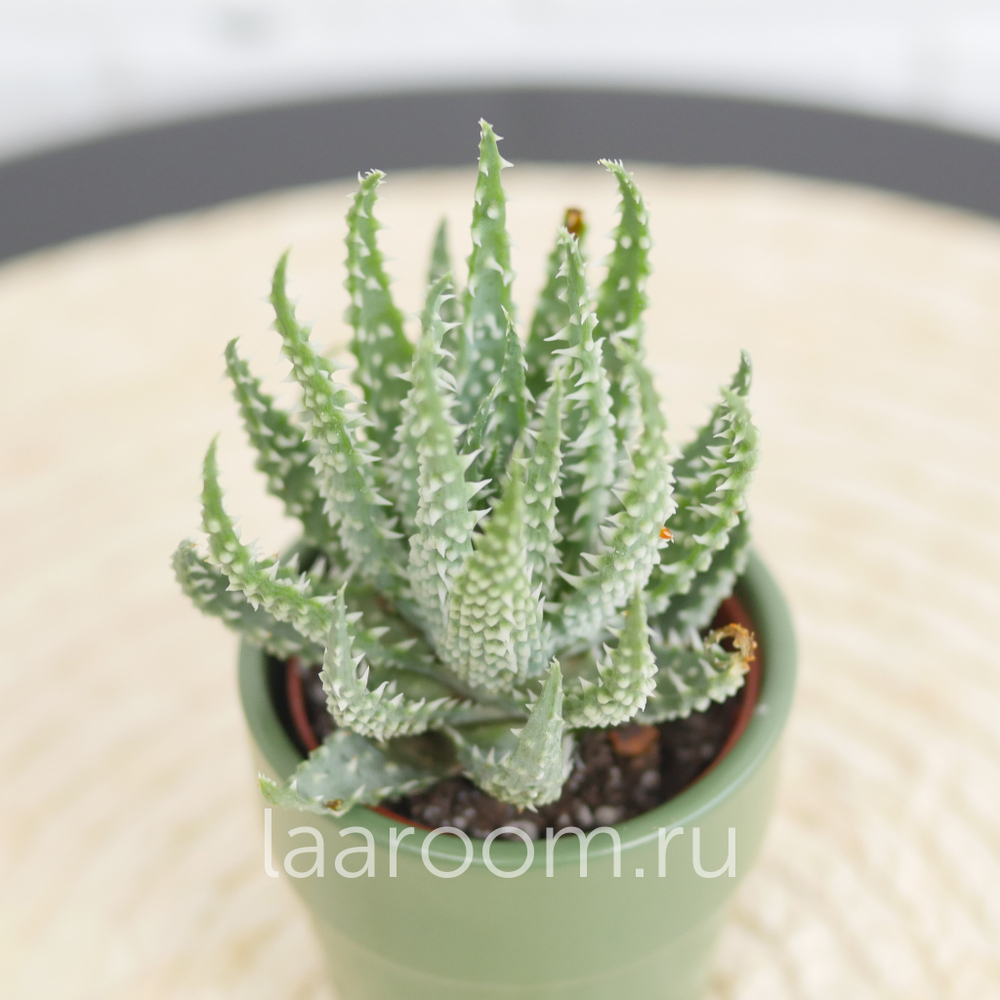 Алоэ Хумилис