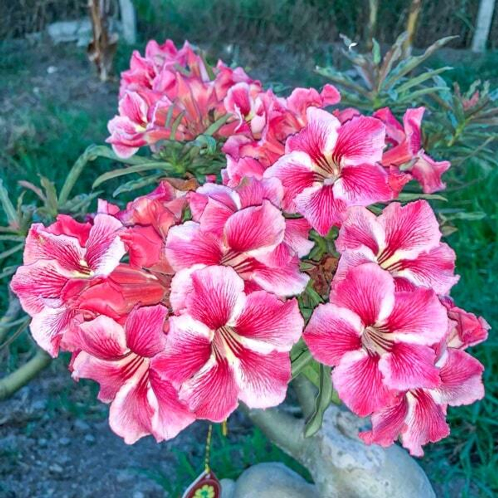 Адениум обесум 144