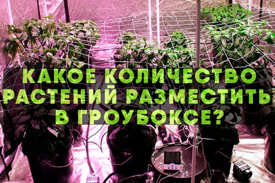 Какое количество растений разместить в гроубоксе?
