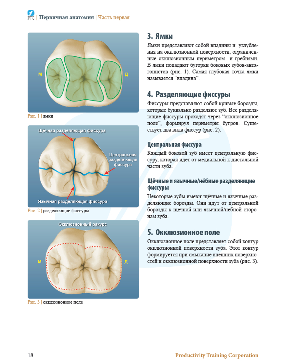 ПОПУЛЯРНАЯ АНАТОМИЯ БОКОВЫХ ЗУБОВ