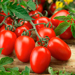 Консерватто F1 семена томата детерминантного (Гавриш)