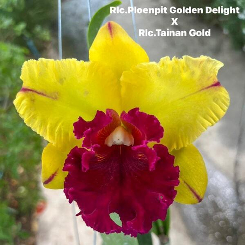 Орхидея ринхолелиокаттлея RLC. PLOENPIT GOLDEN DELIGHT X RLC. TAINAN GOLD