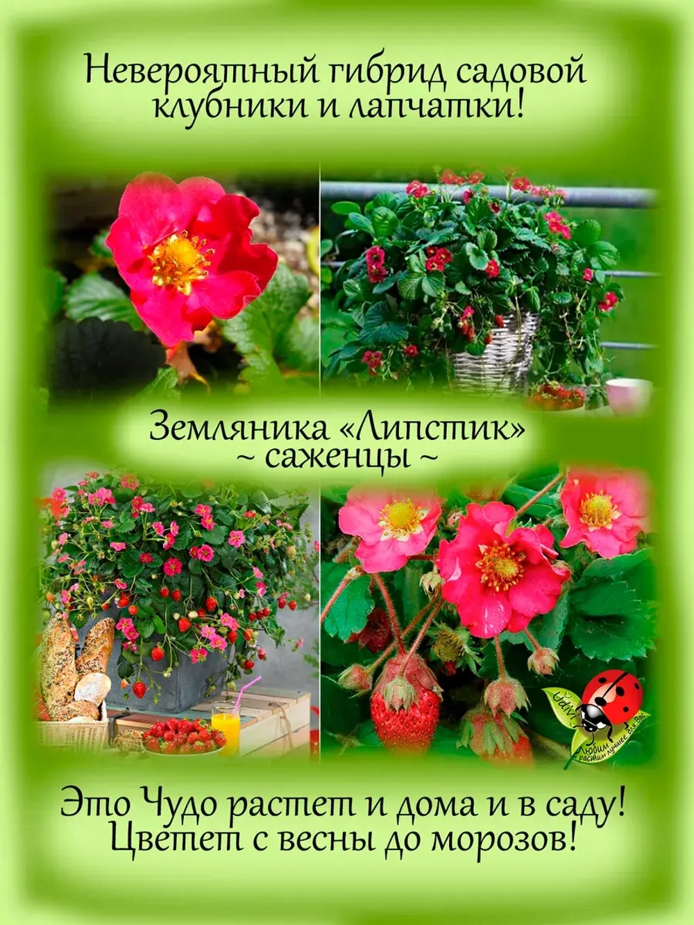 Земляника Липстик розовая многолетняя