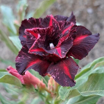 Адениум CECILIA