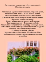 Актинидия коломикта Фестивальный мужской сорт