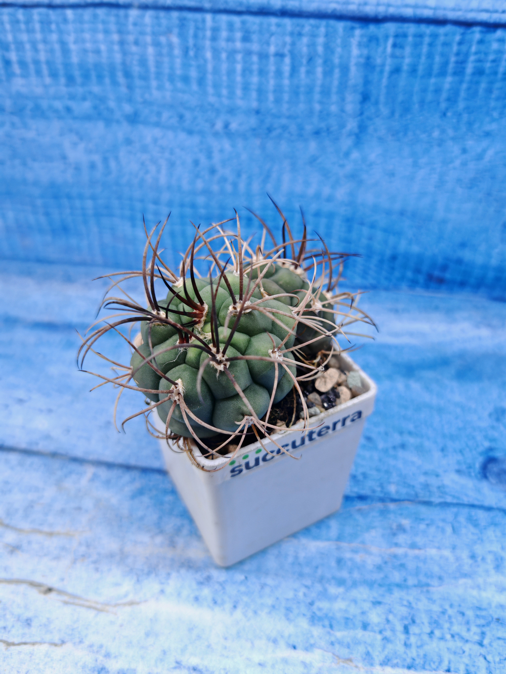 Gymnocalycium Saglionis 2 head (Гимнокалициум Сальо)