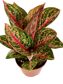 Аглаонема Everlasting Red д.15