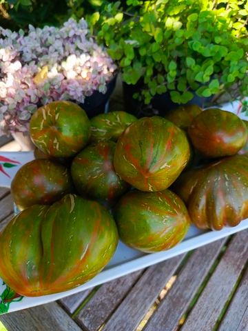 Кубинский салями сорт томата