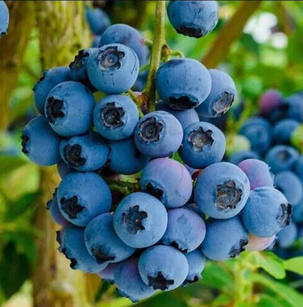 РЕКА (Reka) голубика 1 год р9