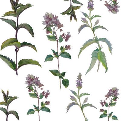 Мята и душица на белом фоне. Акварель