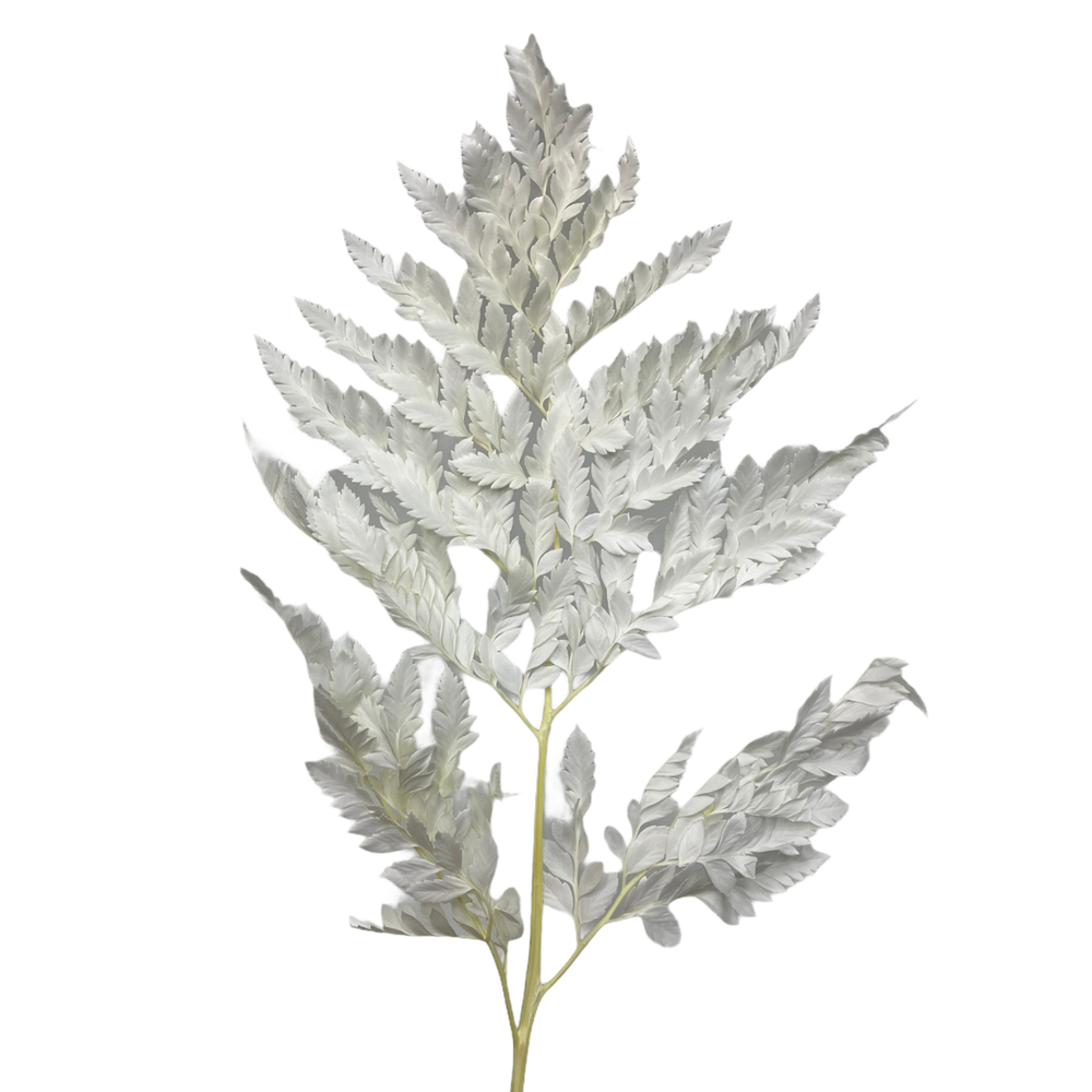 Папоротник белый "Rose"