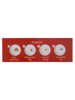 Набор микропрепаратов Levenhuk LabZZ C12, существа