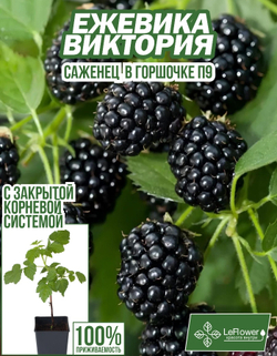 Ежевика, саженец, Виктория, 1 шт
