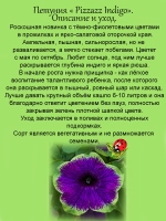 Петуния Пиццаз Индиго обильноцветущая