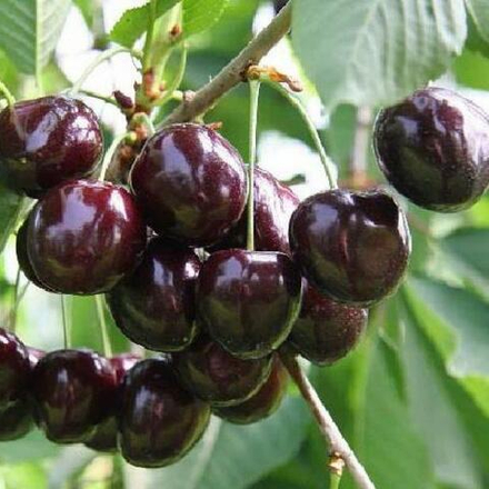 Вишня Морозовка