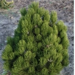 Сосна белокорая Компакт Джем С5 20-30