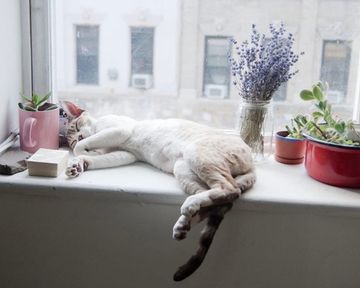 Любит ли ваша кошка сидеть и лежать на подоконнике?