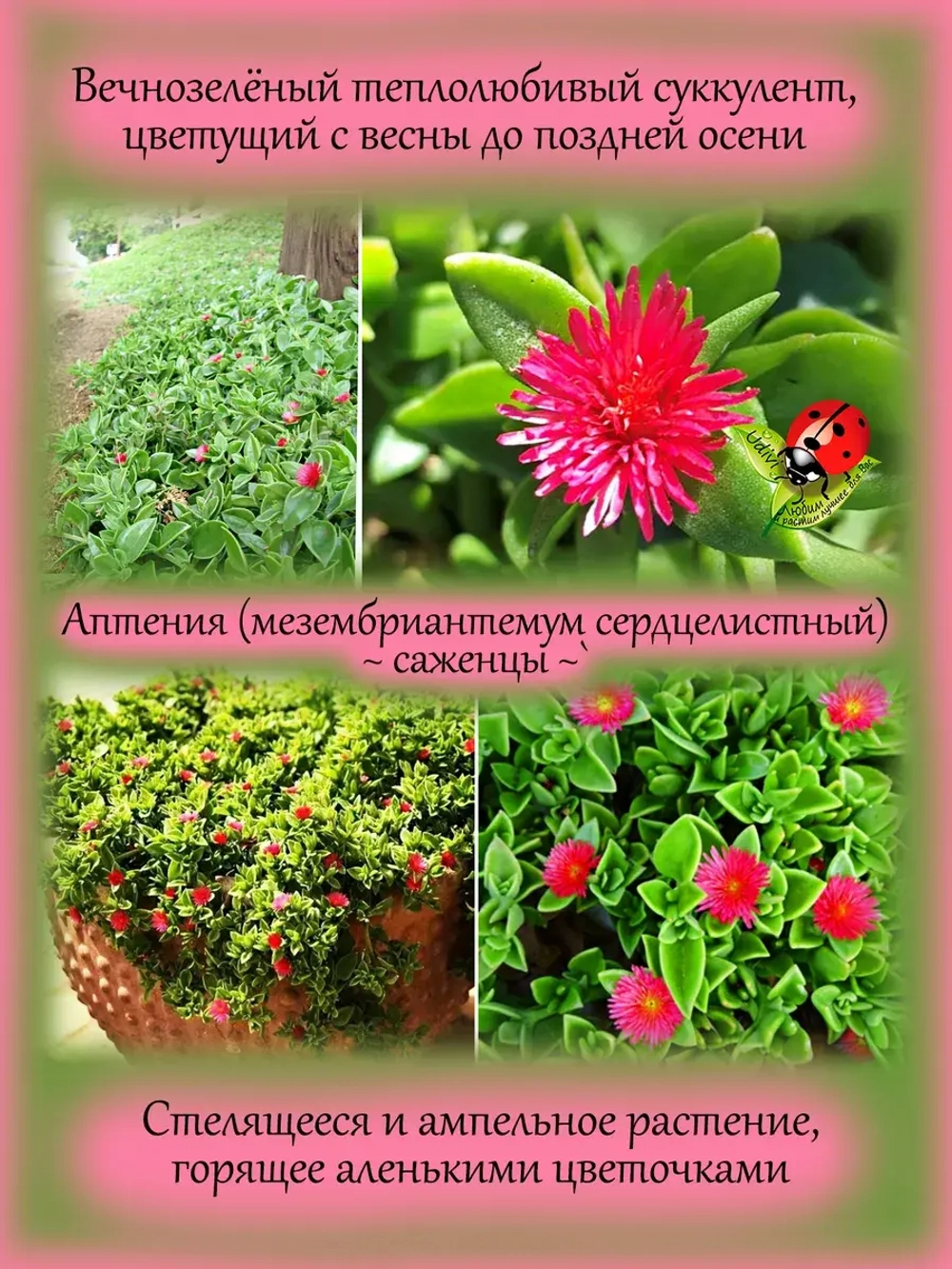 Аптения Мезембриантемум сердцелистный суккулент