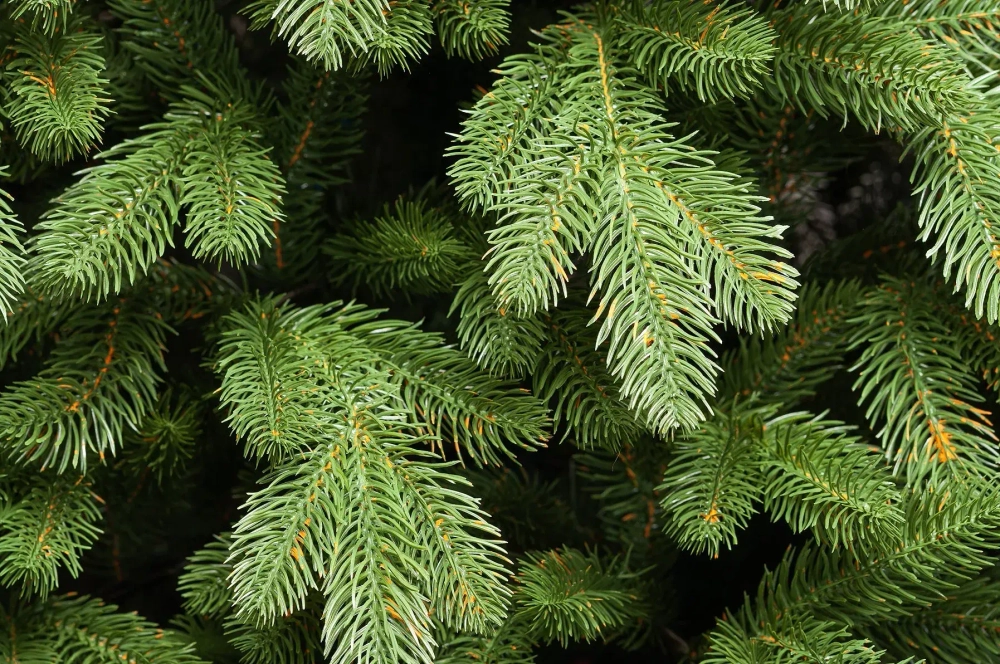 Искусственная елка Царская Де Люкс настенная 90 см., 100% Литая хвоя, ЕлкиТорг (125090)