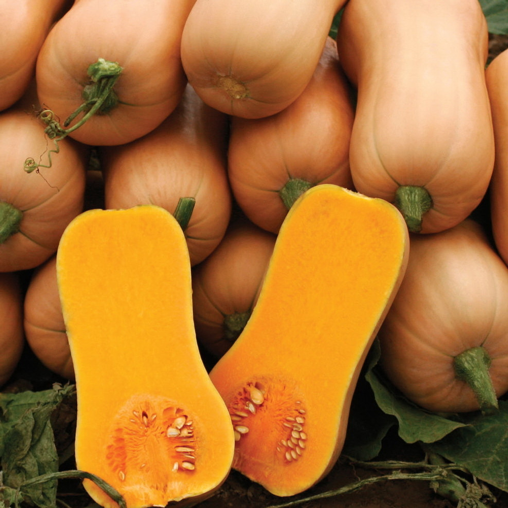 Атлас F1 семена тыквы (Sakata / Саката)