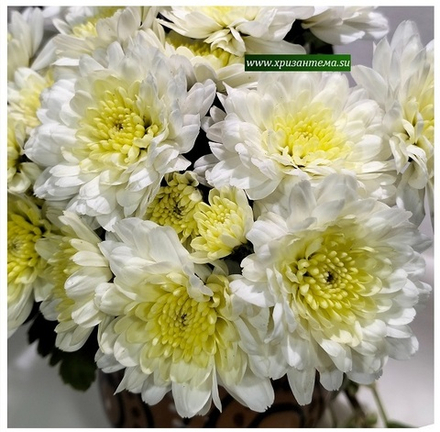 Хризантема мультифлора Boreal hason м.74 /поставка весна 2026г/