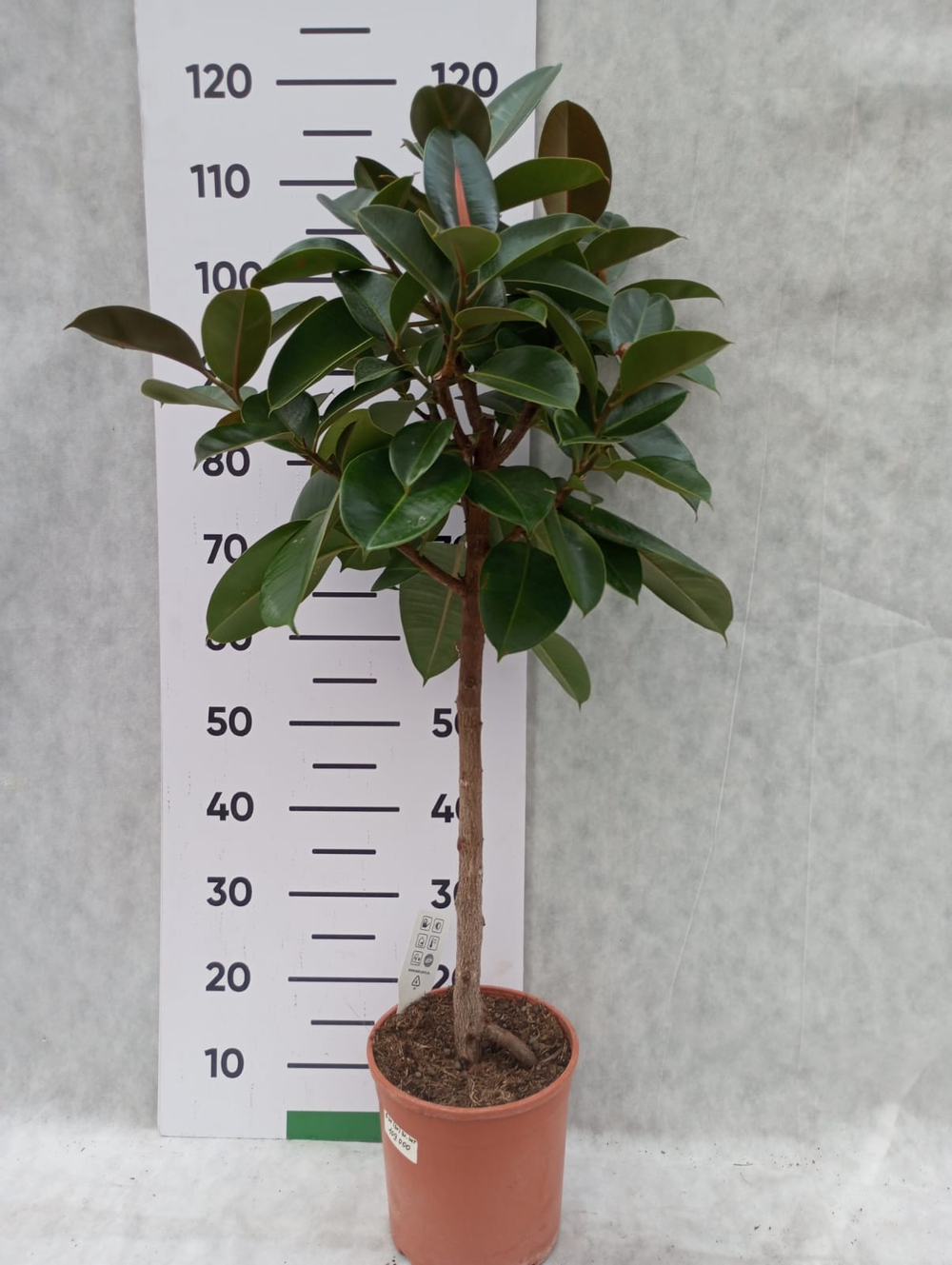 Фикус Эластика Штамб