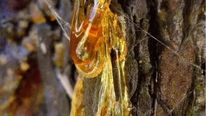 Живица кедровая