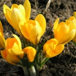 Крокус Golden Yellow (луковицы 5шт)