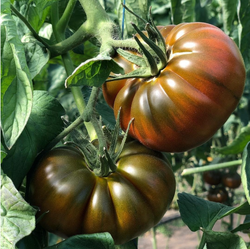 Томат Браун Кой F1 3шт ВитаГрин ЭКСТРА