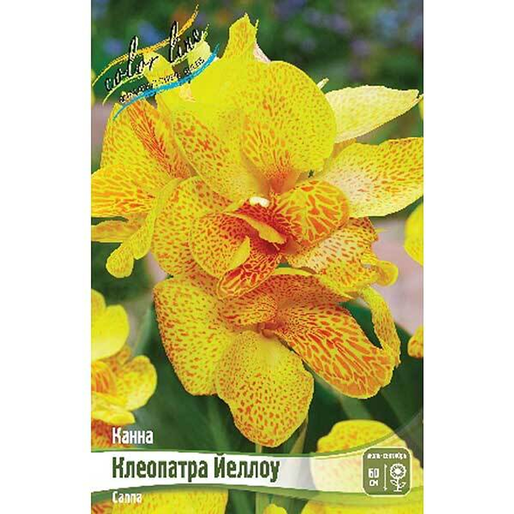 Канна (Зелен) Клеопатра Йеллоу