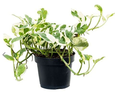 Эпипремнум