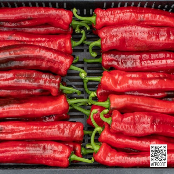 Палермо F1 семена перца сладкого (Rijk Zwaan / Райк Цваан) плод – фото 2