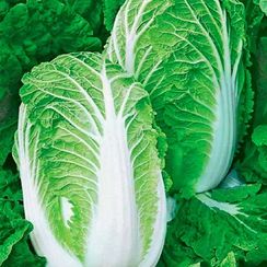 СПРИНКИН F1 семена капусты пекинской (Syngenta | Alexagro)