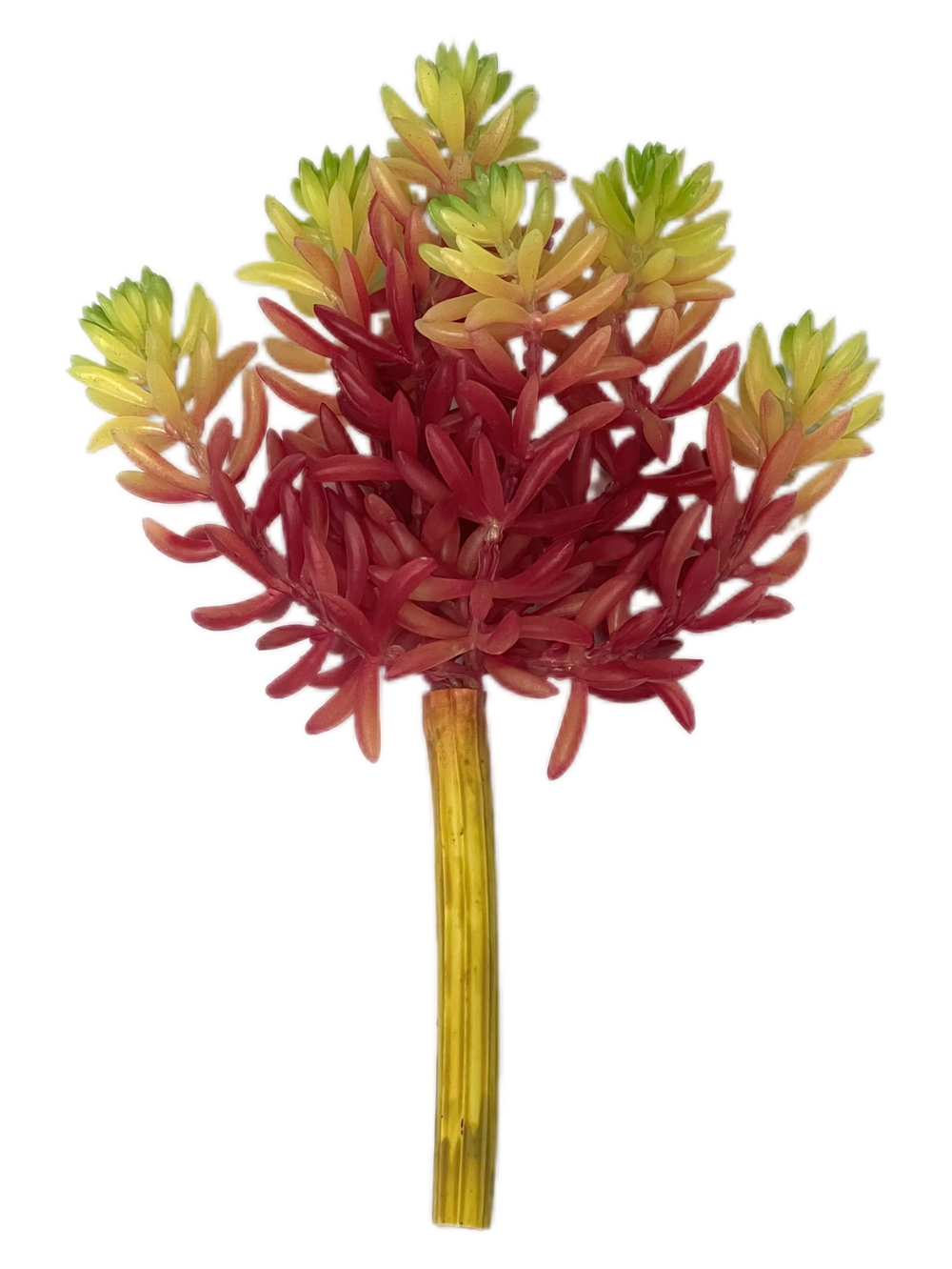 Суккулент 117 красный