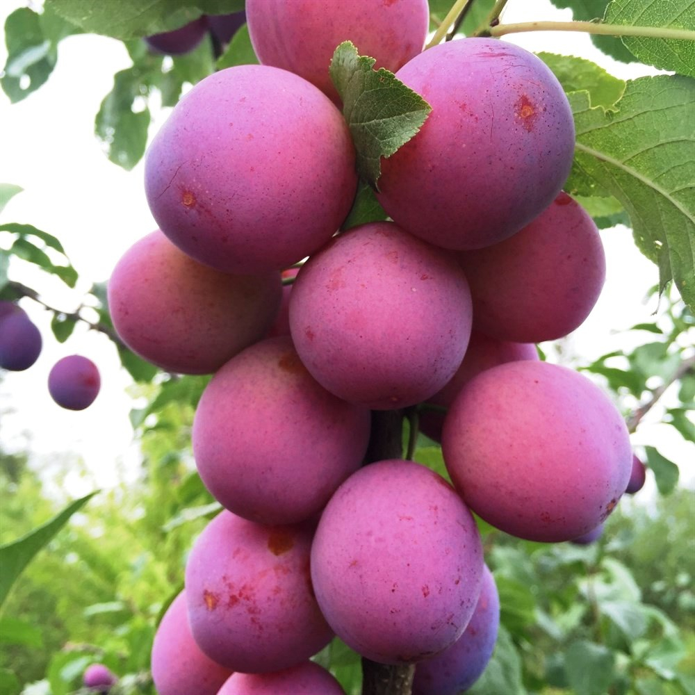 Слива Деликатная