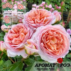 Абрахам Дерби (Abraham Darby)