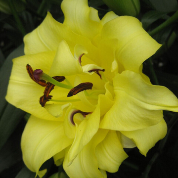 Лилия От Гибрид  Экзотик Сан