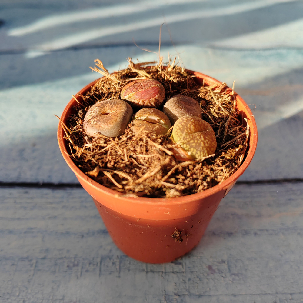 Lithops sp. (Литопсы)