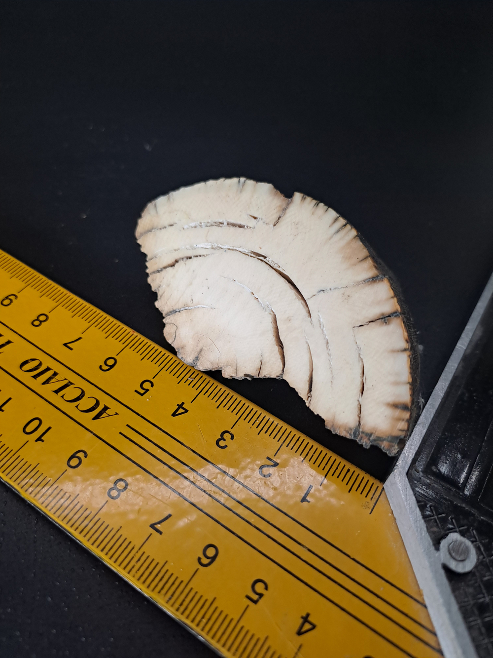 Бивень мамонта для коллекции и поделок