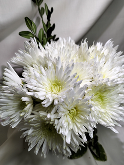 Хризантема кустовая Carole /к.37/поставка весна 2026г/