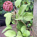 Хойя SARAWAK PINK