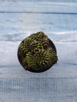Gymnocalycium Spineless Crested form (Гимнокалициум Кристатный)