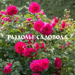 Роза английская (парковая) Сэр Джон Бенджамин