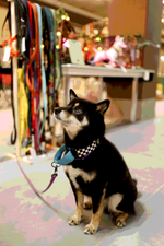 Ошейник Калифорнийский олдскул, наличие