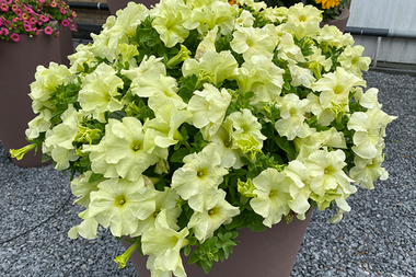 S60187 Петуния кустовая Grandiflora Limbo GP Yellow Lime 100 шт.