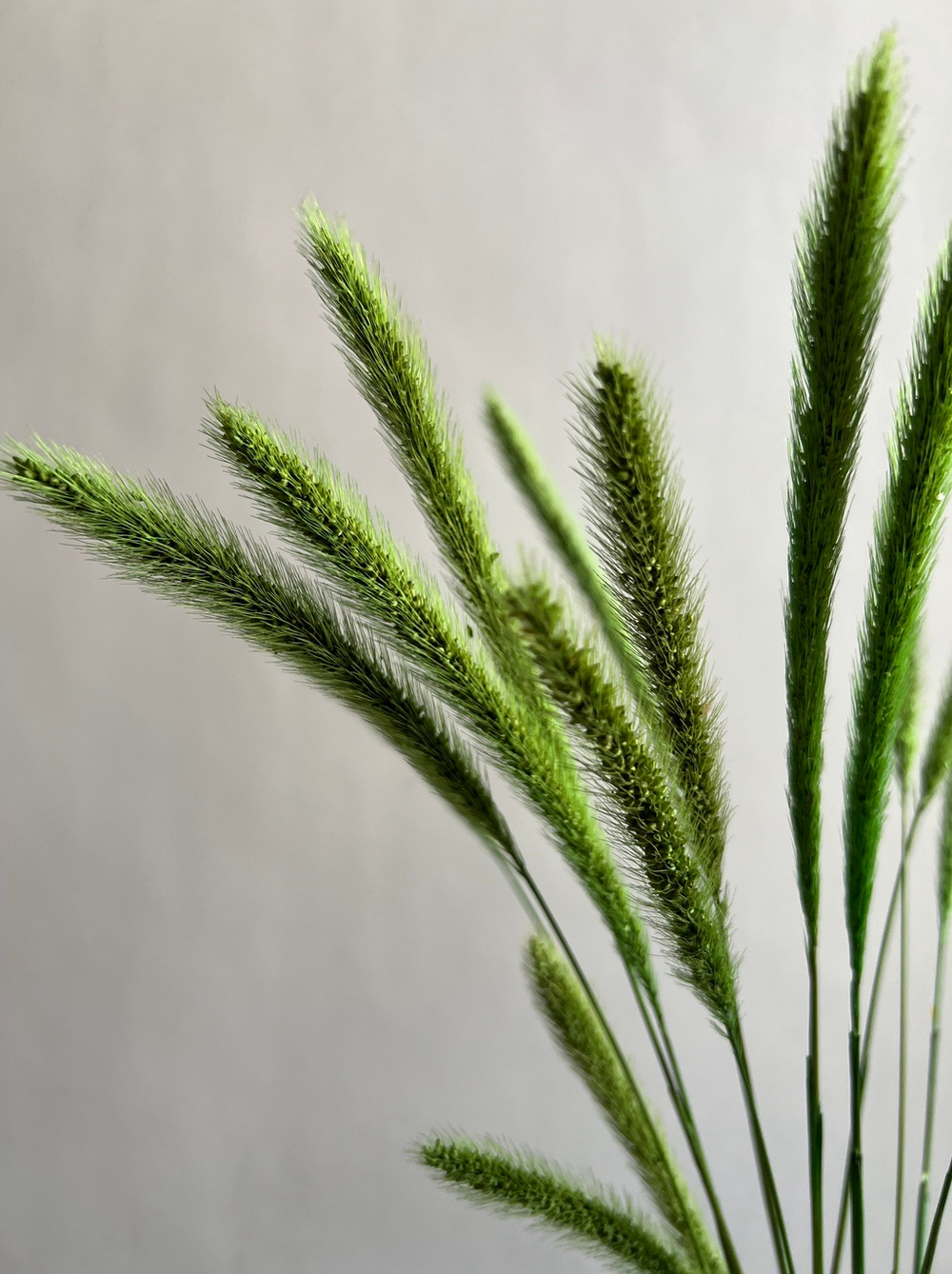 Сухоцвет зеленый